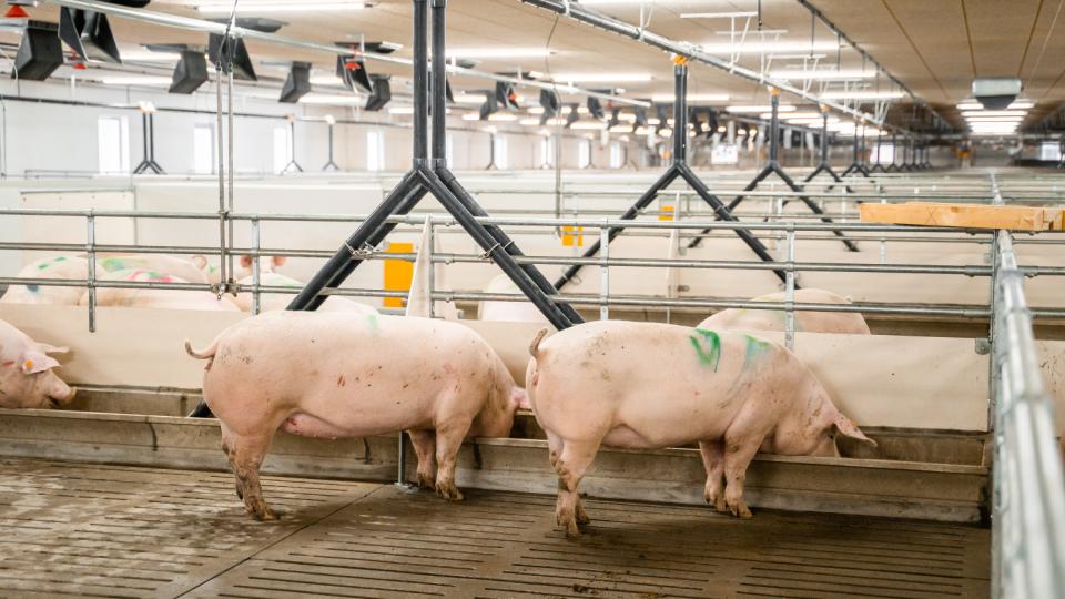 NEW SKIOLD Penning System